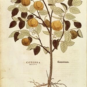 Quince - Cydonia oblonga (Cotonea malus) by Leonhart Fuchs from De historia stirpium commentarii insignes (Notable Commentaries on the History of Plants), colored engraving, 1542