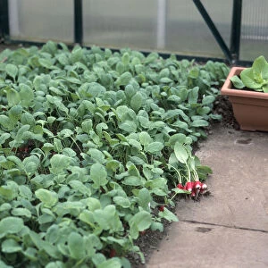 Radishes in a greenhouse bed, close-up