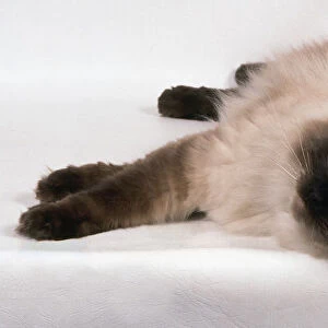 A Ragdoll cat lying sprawled out on the ground: brown seal points, cream body and blue eyes