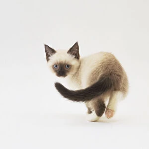 Ragdoll kitten (Felis catus) walking away, tail swinging, looking back over its shoulder