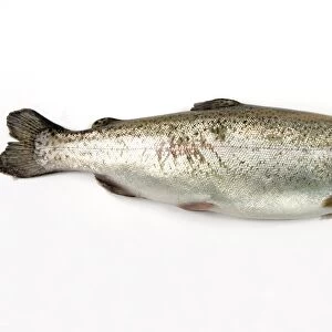 Rainbow trout, Oncorhynchus Mykiss