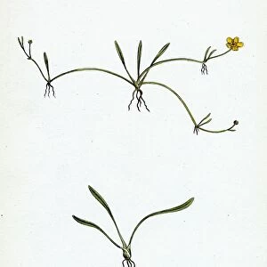 Ranunculus reptans, Creeping Spearwort
