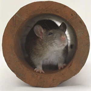 Rat in a pipe, front view