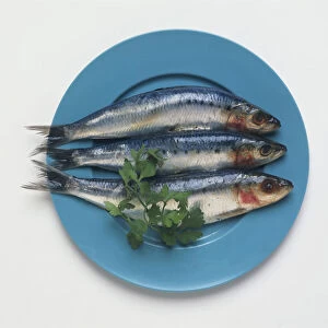 Three raw sardines on blue plate