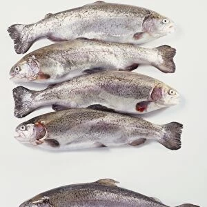 Five whole raw Trouts