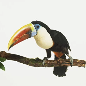 Red-billed Toucan (Ramphastos tucanus) perching on tree branch, side view