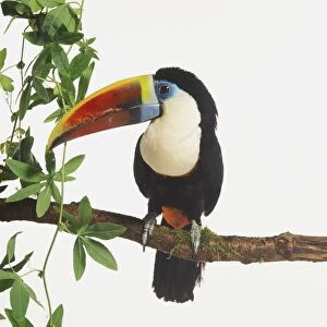 Red-billed Toucan, Ramphastos tucanus, with white chest sitting in a tree branch. The beak of the bird is rainbow coloured and his claws are exposed by the way he his sitting on the branch