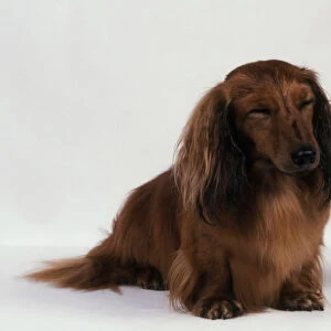 Red Long Haired Dachshund sitting with eyes closed
