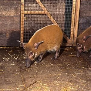 Red river hogs (Potamochoerus porcus) in captivity