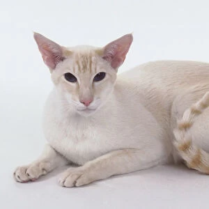 Red Tabby Point Siamese cat with white coat with a hint of apricot and clearly defined tail rings, lying down