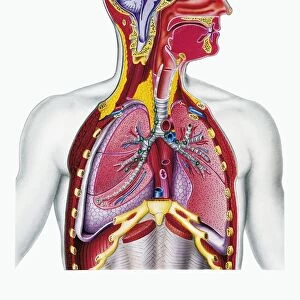 Respiratory system, section drawing