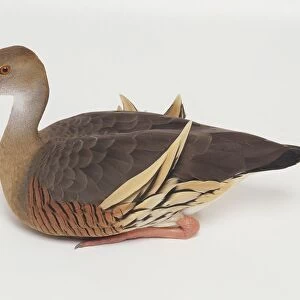 Ringed teal (Callonetta leucophrys) sitting, side view