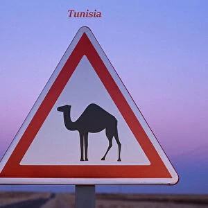 Road sign : beware of camels, Tunisia