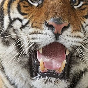 Roaring Tiger (Panthera tigris), close-up