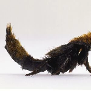 Rove beetle, Emus hirtus, raising the tip of its abdomen while propping itself up on its forelegs, body is covered in thick brown fur, side view