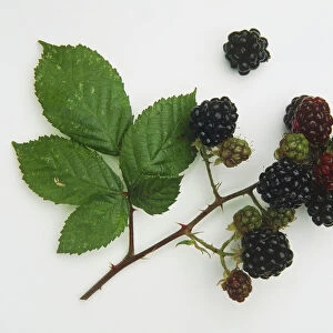 Rubus fruticosus, Blackberry stem with fruit and leaves