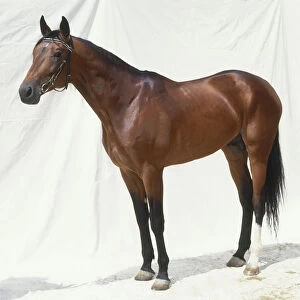 Russian trotter, standing, side view
