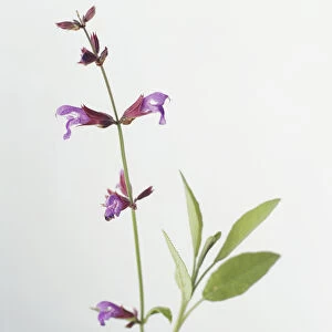 Salvia officinalis (Common Sage), pale purple flowers on long stem, and green leaves