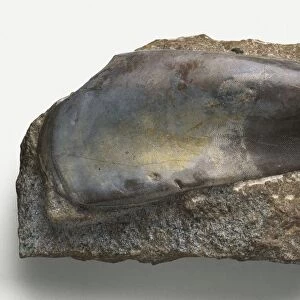 Sandalodus, Or Rabbitfish : Upper tooth plate