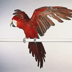 Scarlet Macaw, ara macao, large red parrot perched on pole with open wing and tail feathers open