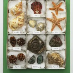 Sea Shells Print, Tray View