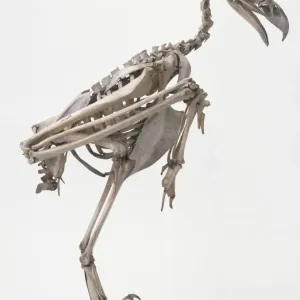 Wedge-tailed Eagle Skeleton Print