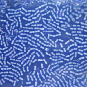 Bacteria Colony Microscope Print Bacteria Colony Microscope Print