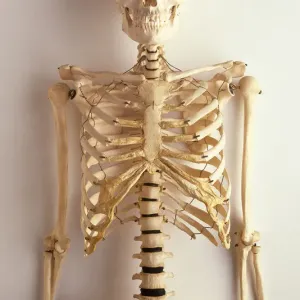 Front View Human Skeleton Print
