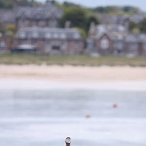 Scotland, north berwick, wild goose perching on rock