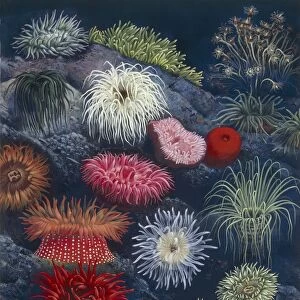 Sea anemone, illustration