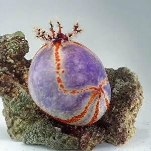 Sea apple (Pseudocolochirus sp. ), a type of sea cucumber, on a coral