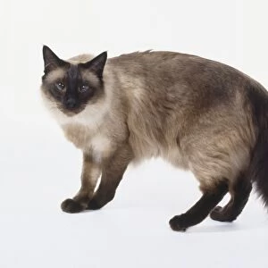 Seal Point Balinese cat with seal brown points and pale fawn coloured back, standing