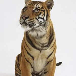 Seated Tiger (Panthera tigris) facing sideways, front view