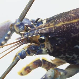 Front section of Lobster (Nephropidae), close up, view from above