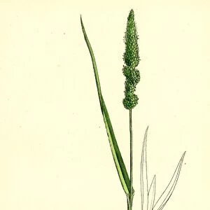 Setaria verticillata, Rough Bristle-grass