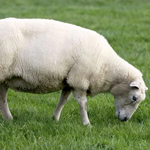 Sheep (ovis aries) grazing, close-up