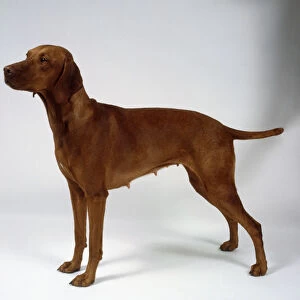 A short-haired brownish-orange Hungarian vizsla bitch stands with a persons hand holding up its tail, on all fours, side-on