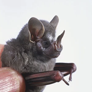Short-tailed Leaf-nosed Bat (Carollia perspicillata), head in profile