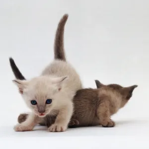 Siamese Kittens Playing Print Siamese Kittens Playing Print