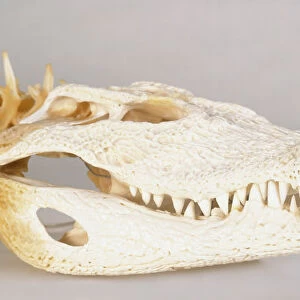 Skull of Nile Crocodile (Crocodylus niloticus), side view