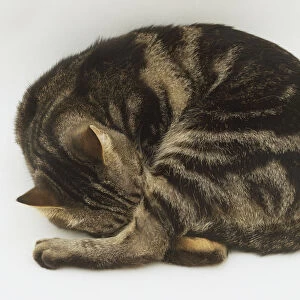 Sleeping Cat (Felis catus) lying curled up, view from above