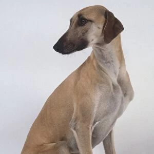 A slender light brown sloughi dog sits on its haunches and glances back to the right over its shoulder