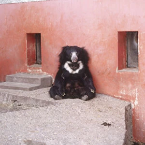 Sloth bear (Melursus ursinus) sitting up against a wall, front view