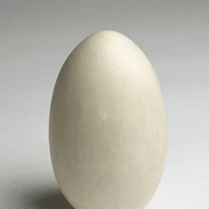 Smooth white Kiwi egg