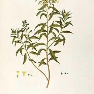 Solanaceae, Green Cestrum or Green Poison Berry (Cestrum parqui l Her), Temperate greenhouse shrub with persistent leaves, native to tropical America, by Angela Rossi Bottione, watercolor, 1812-1837