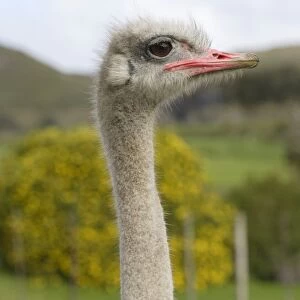 South Africa, Cape Town, Cape of Good Hope, Cape Point Ostrich Farm, ostrich, head in profile