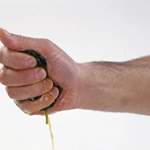 Squeezing excess water from cooked spinach, using hands, close-up