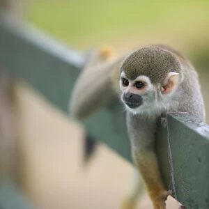 Squirrel monkey (Saimiri sciureus), lying on wooden fence, close-up
