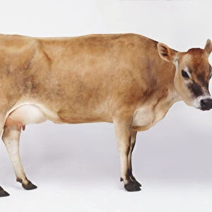 Standing Brown Cow (Bos taurus), side view
