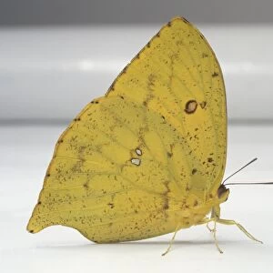 Sulphur butterfly (Phoebis sp. ), side view